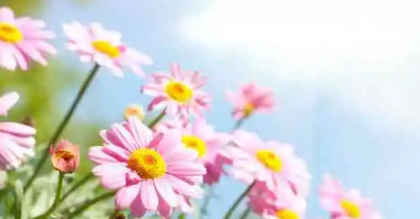黄历择日术语